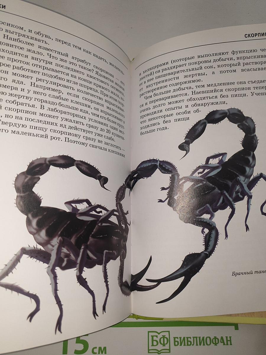 Пауки, клещи, скорпионы