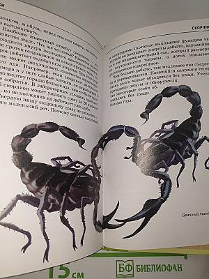 Пауки, клещи, скорпионы