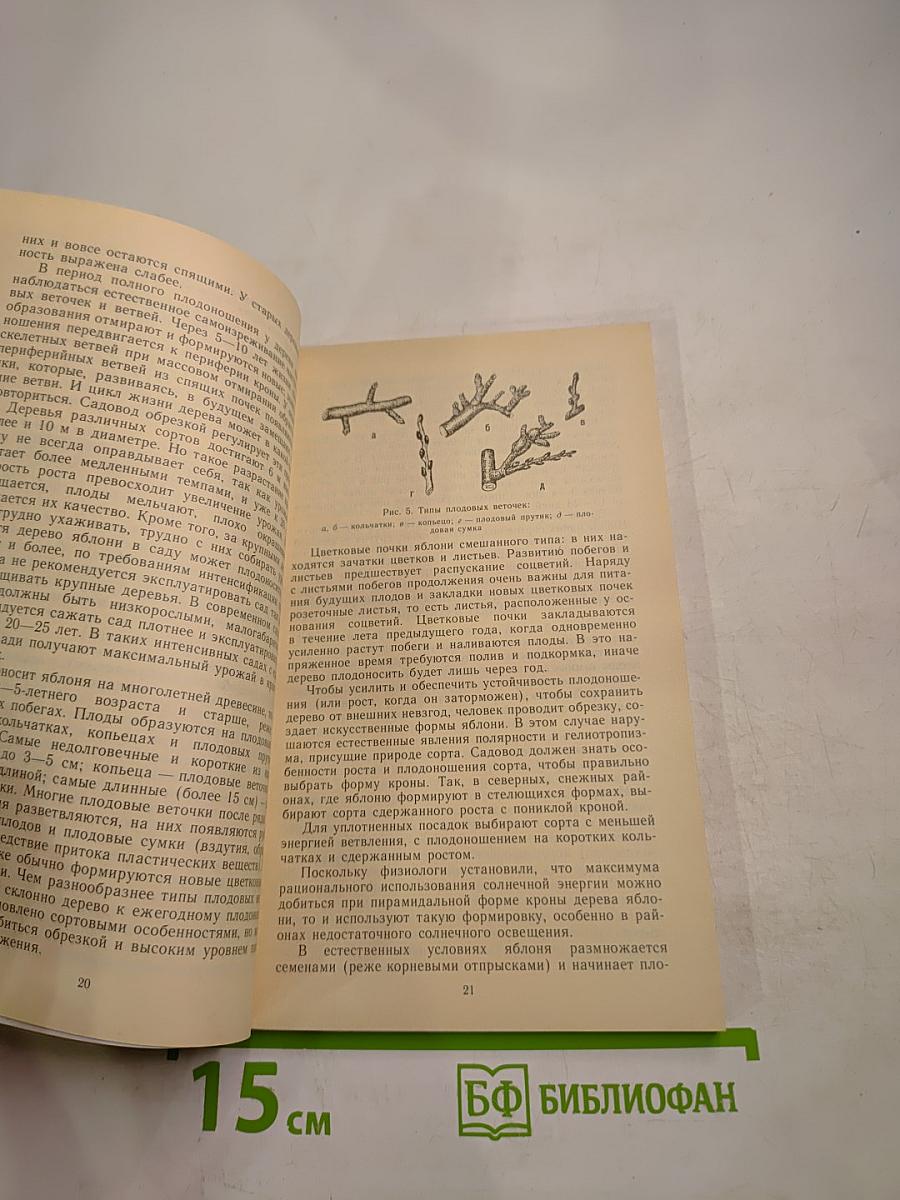 Яблоневый сад