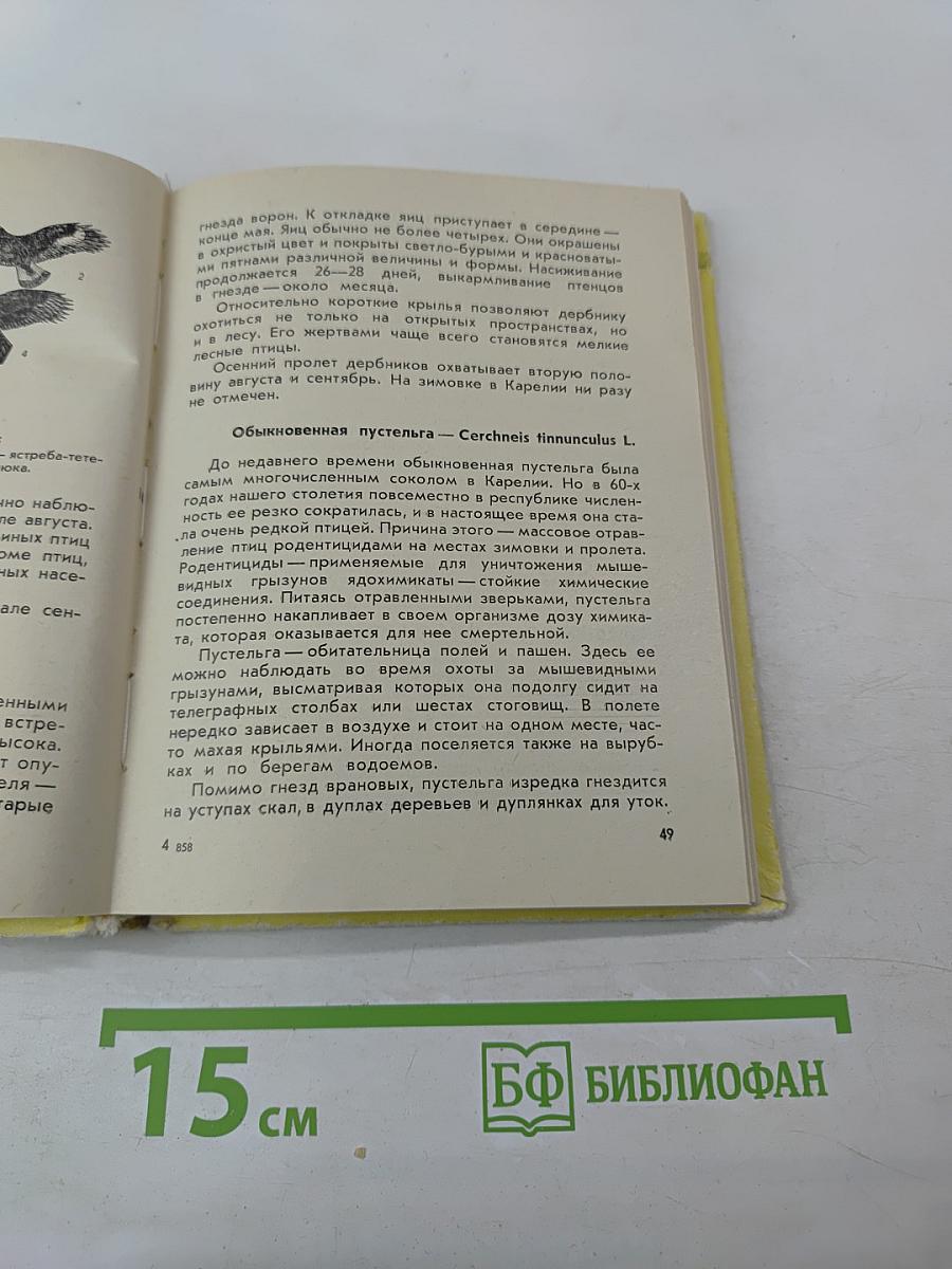 Животный мир Карелии. Птицы