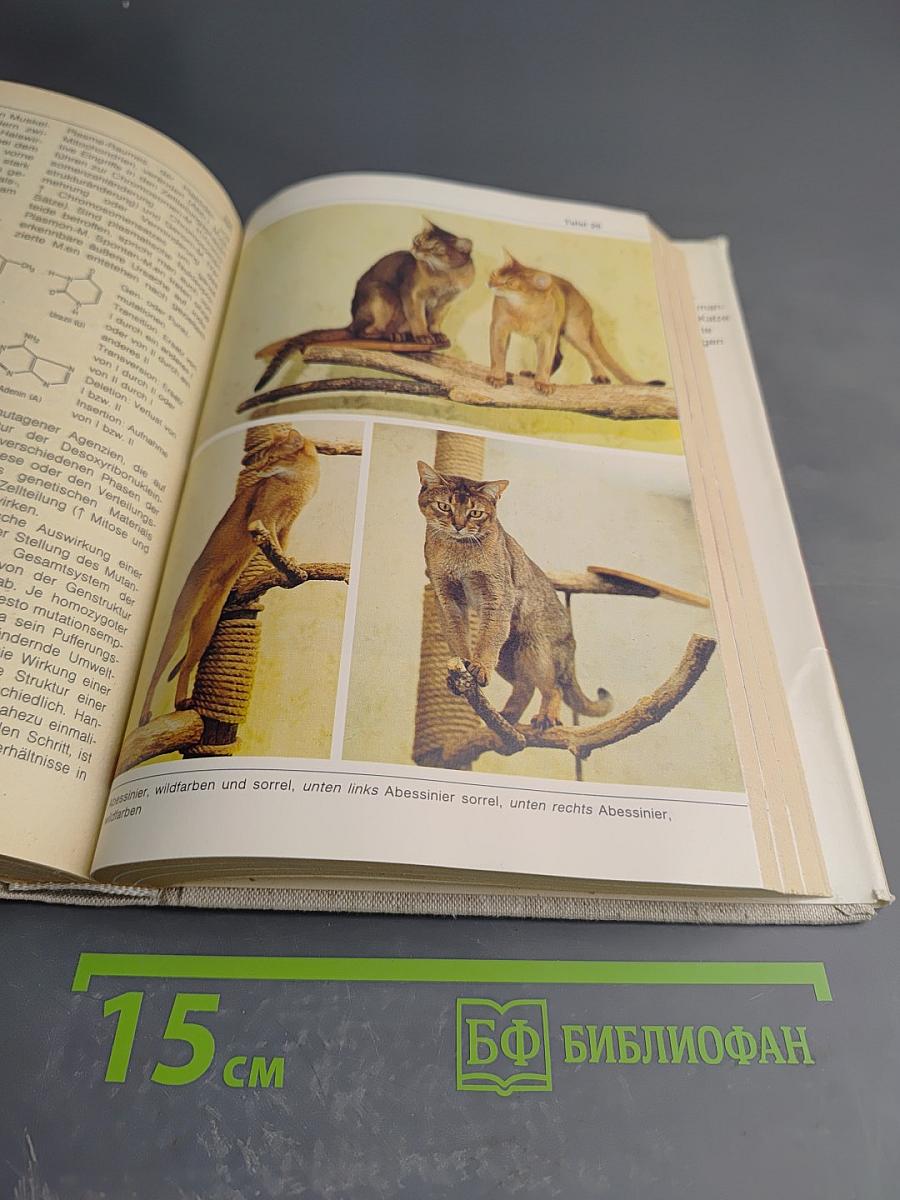 BI-Lexikon Rassekatzen