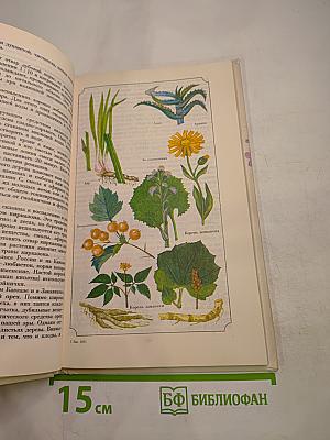 Пир Адониса, или Чудеса зеленой косметики