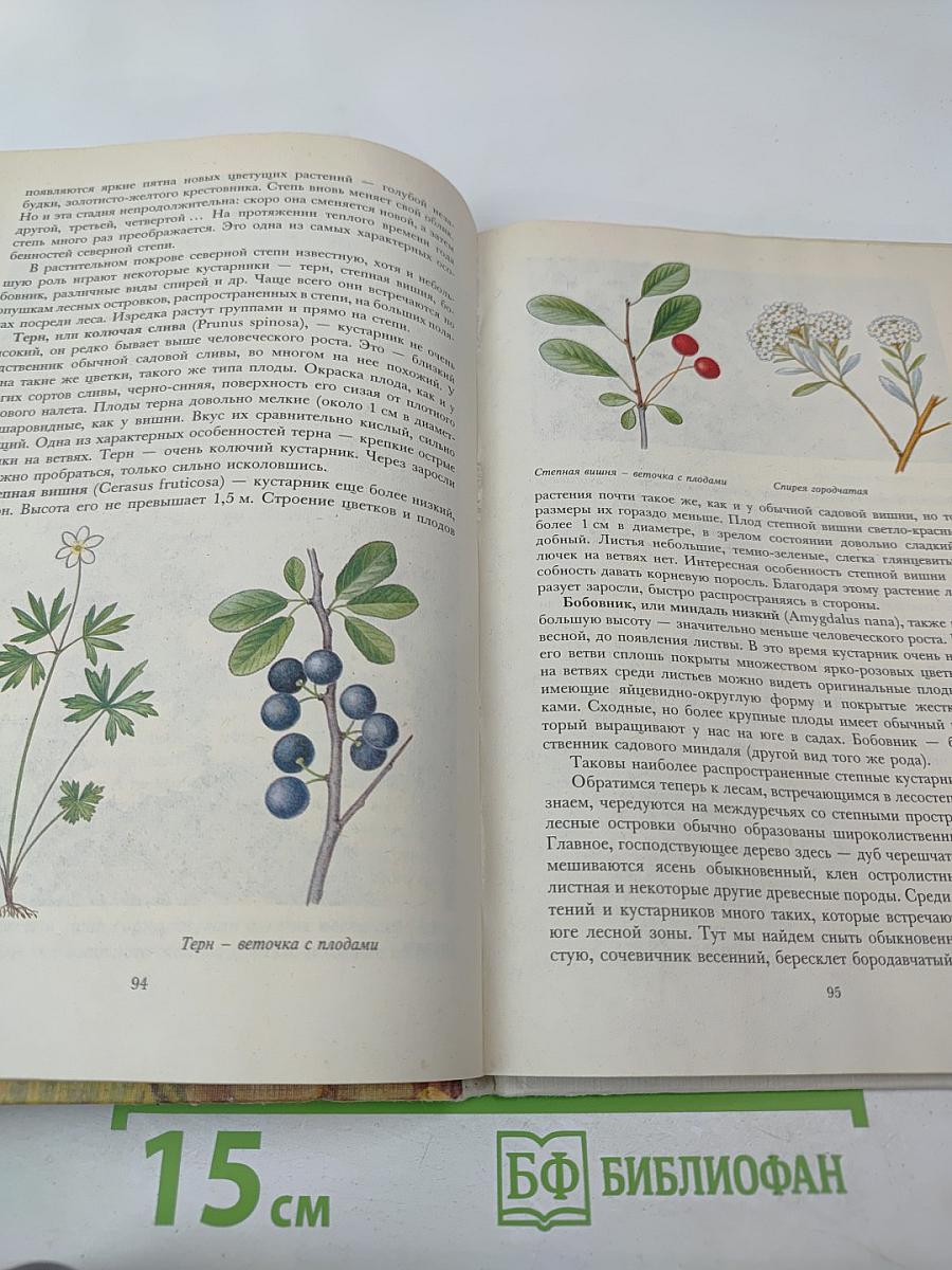 Растительный мир нашей Родины