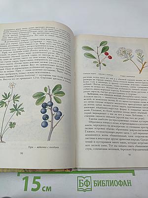 Растительный мир нашей Родины