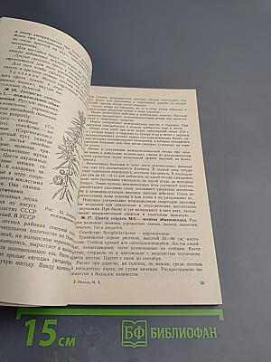 Лекарственные растения и способы их применения в народе