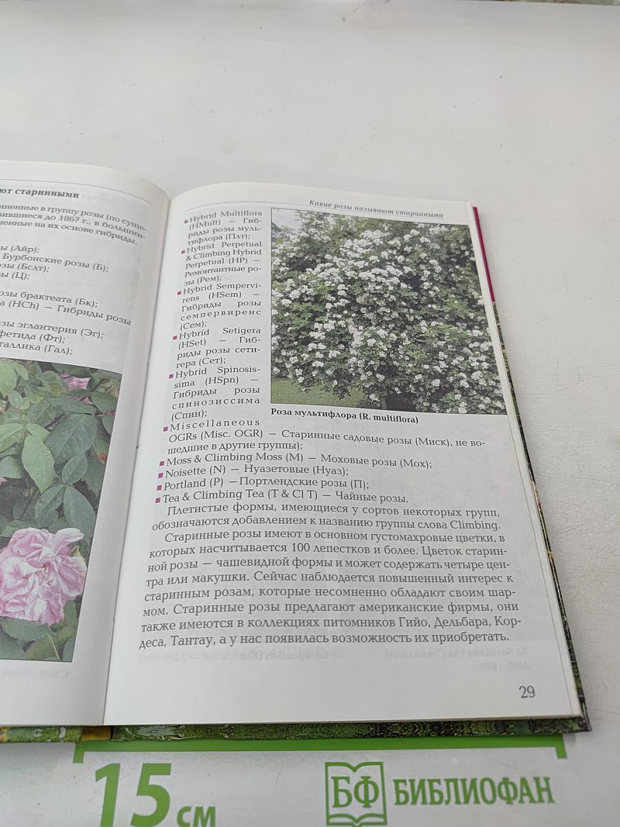 Выращиваем розы на дачном участке