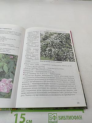 Выращиваем розы на дачном участке