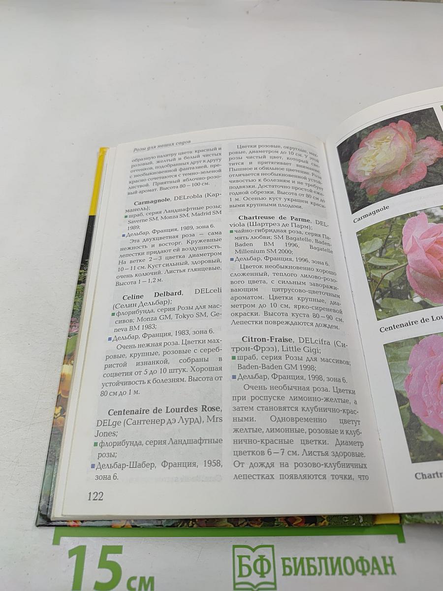 Выращиваем розы на дачном участке