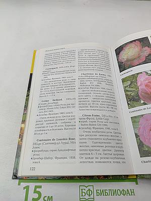 Выращиваем розы на дачном участке