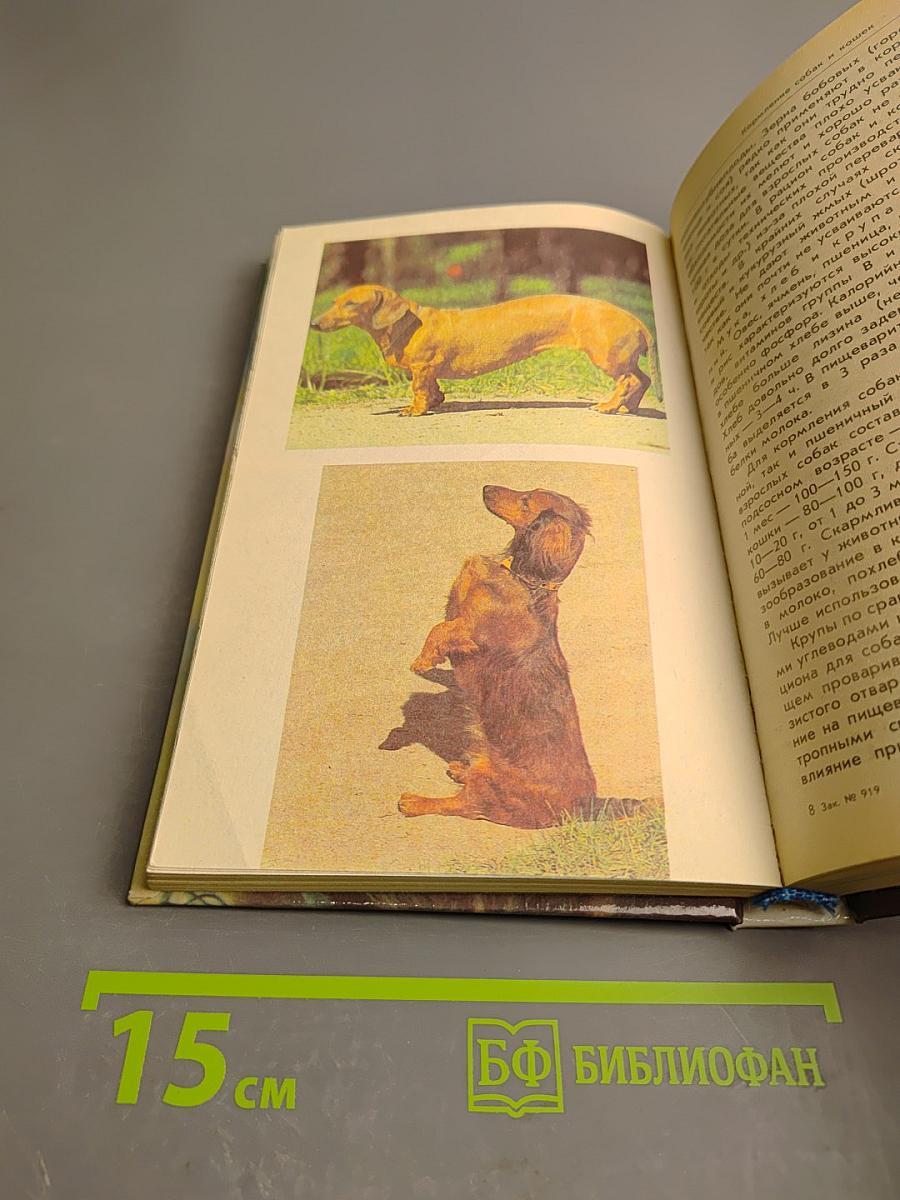 Ваши домашние четвероногие друзья