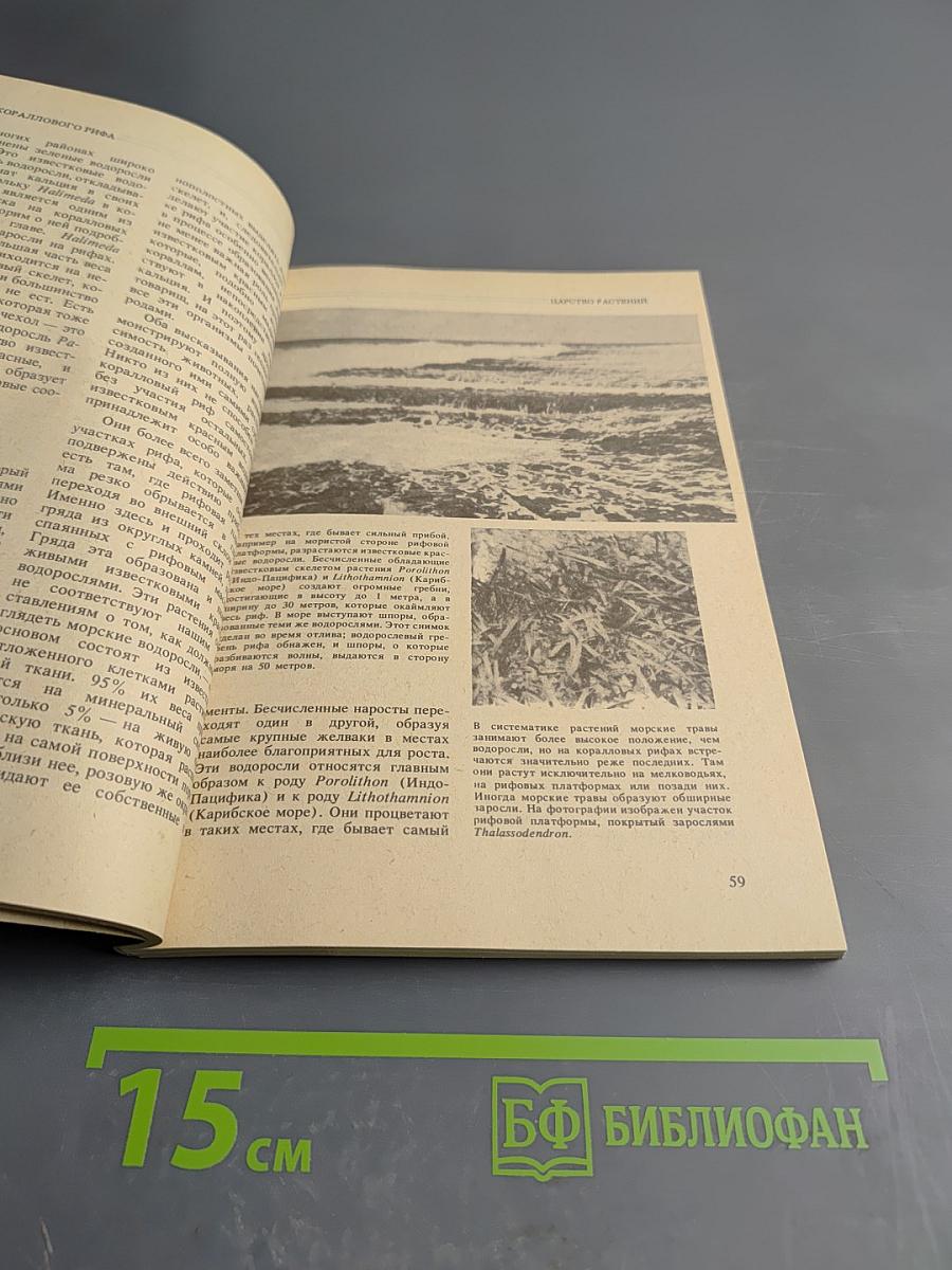 Жизнь кораллового рифа