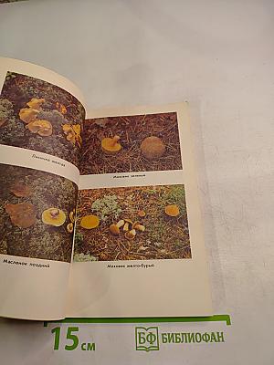 Тебе, грибник