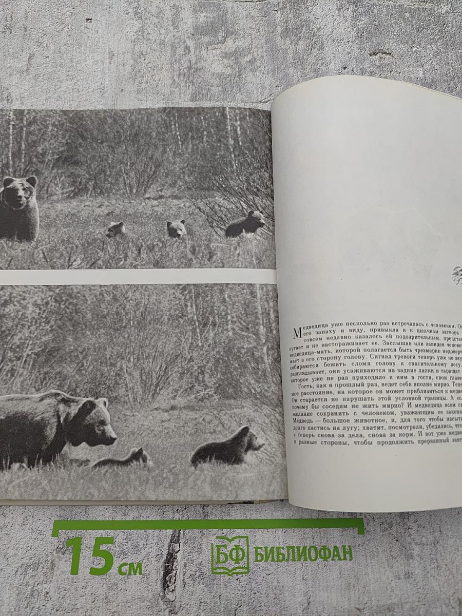 Здравствуй, Мишка!