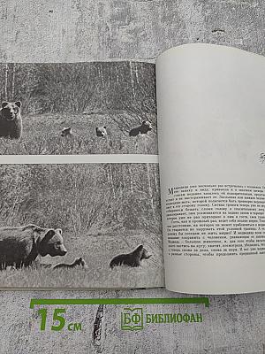 Здравствуй, Мишка!