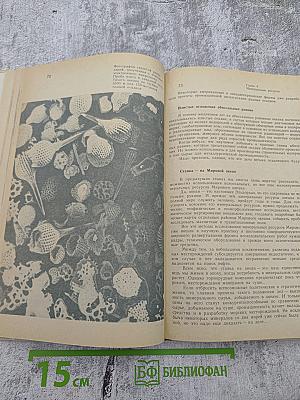 Будущее – океан