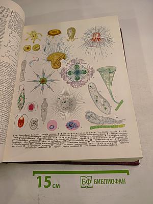 Большая Советская Энциклопедия. Том 21. Проба – Ременсы