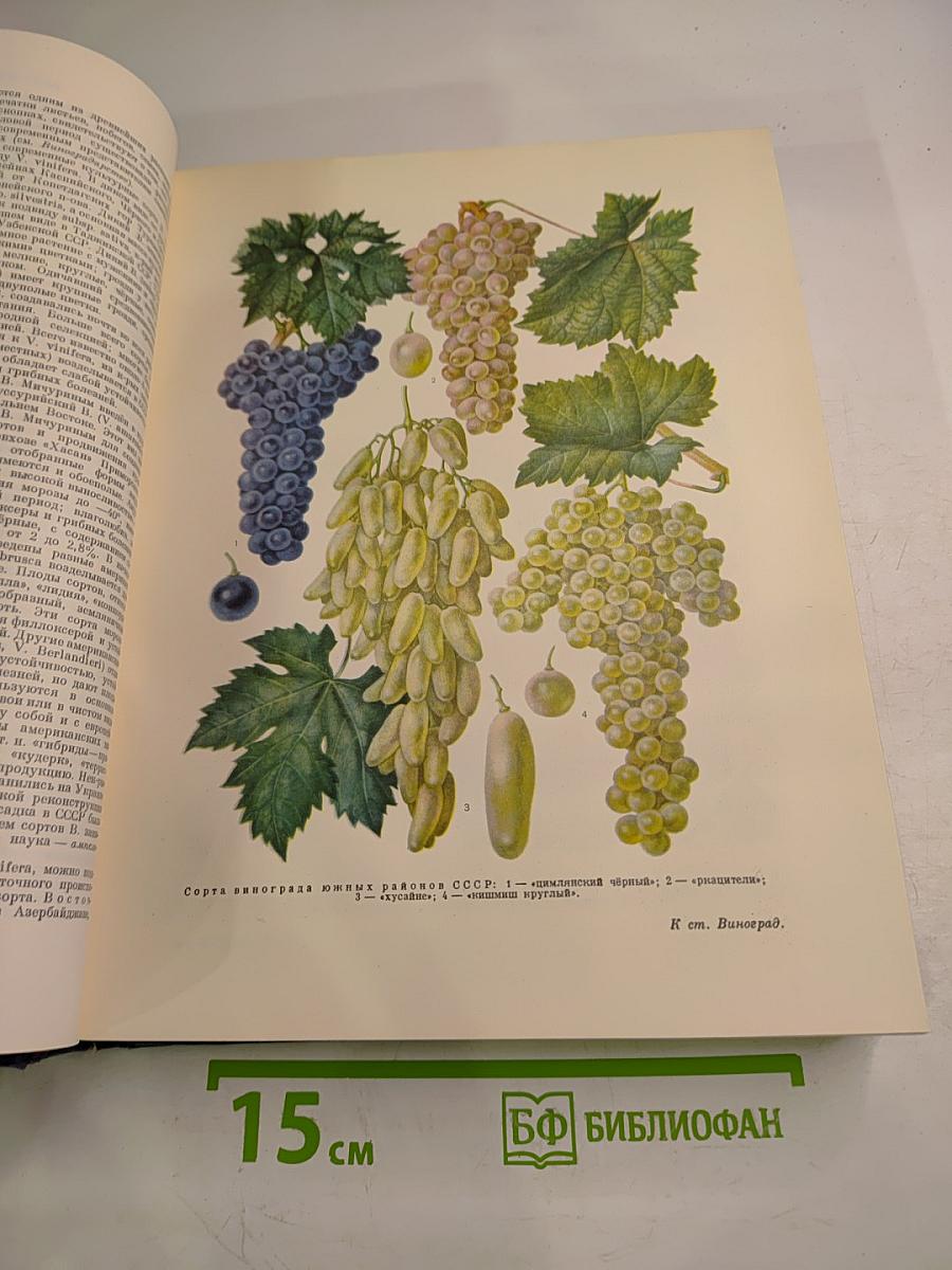 Большая Советская Энциклопедия, Том 8