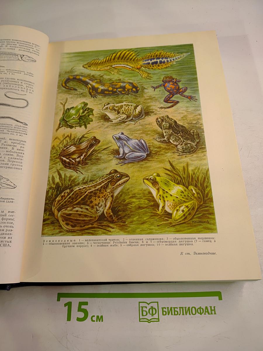 Большая Советская Энциклопедия. Том 17: Земля — Индейцы