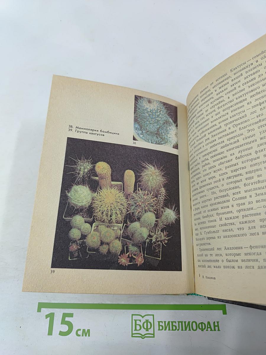 Созвездие кактусов