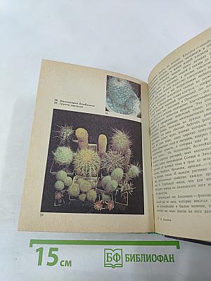 Созвездие кактусов