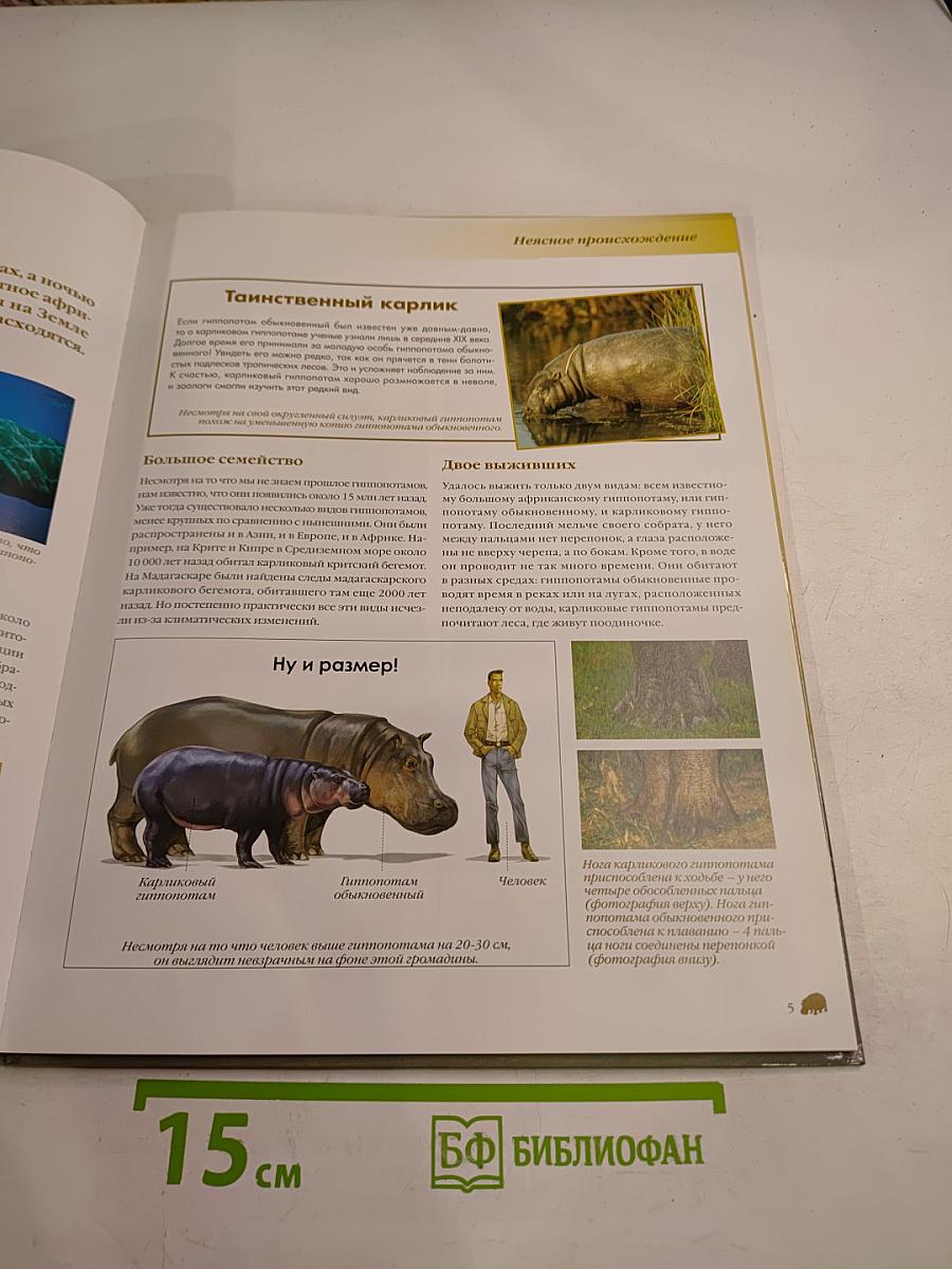 Гиппопотам пресноводный гигант