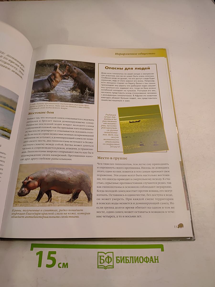 Гиппопотам пресноводный гигант