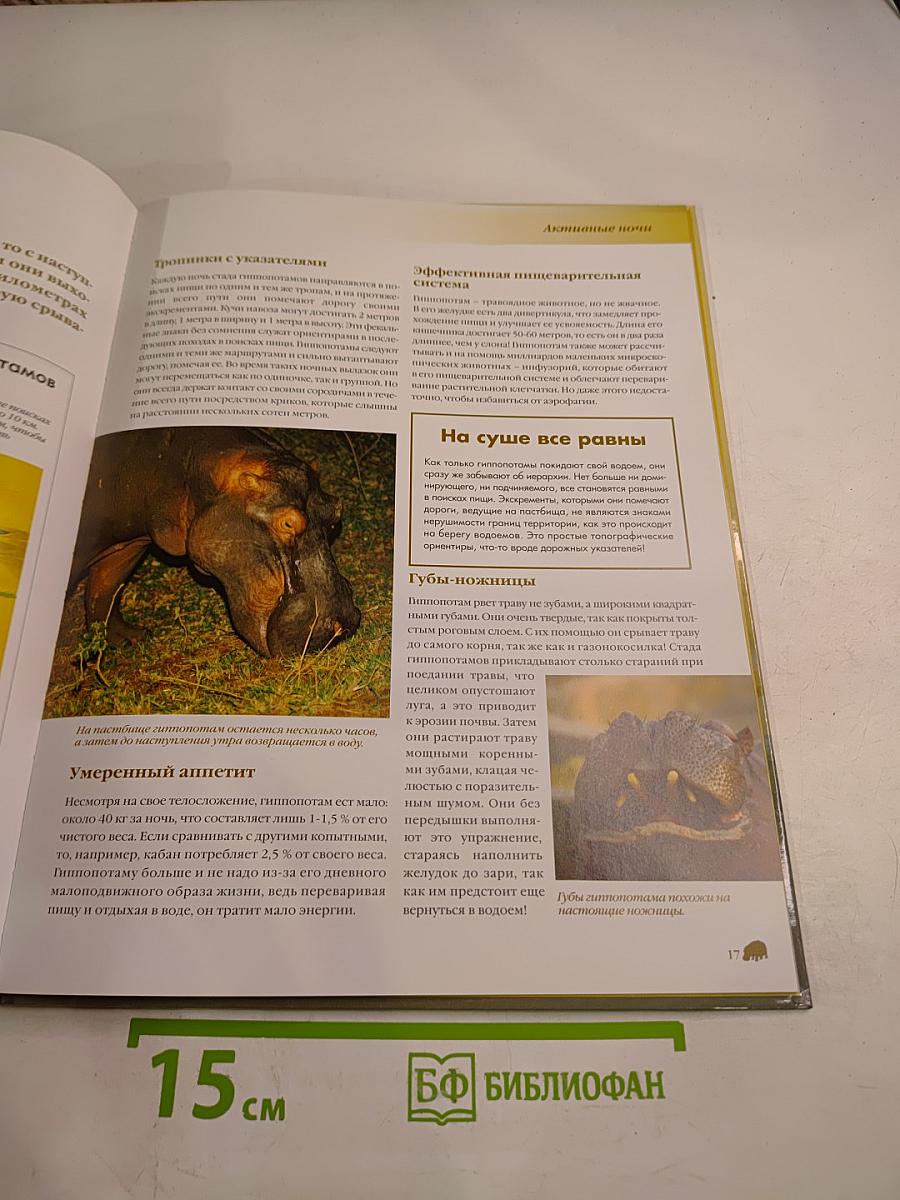 Гиппопотам пресноводный гигант