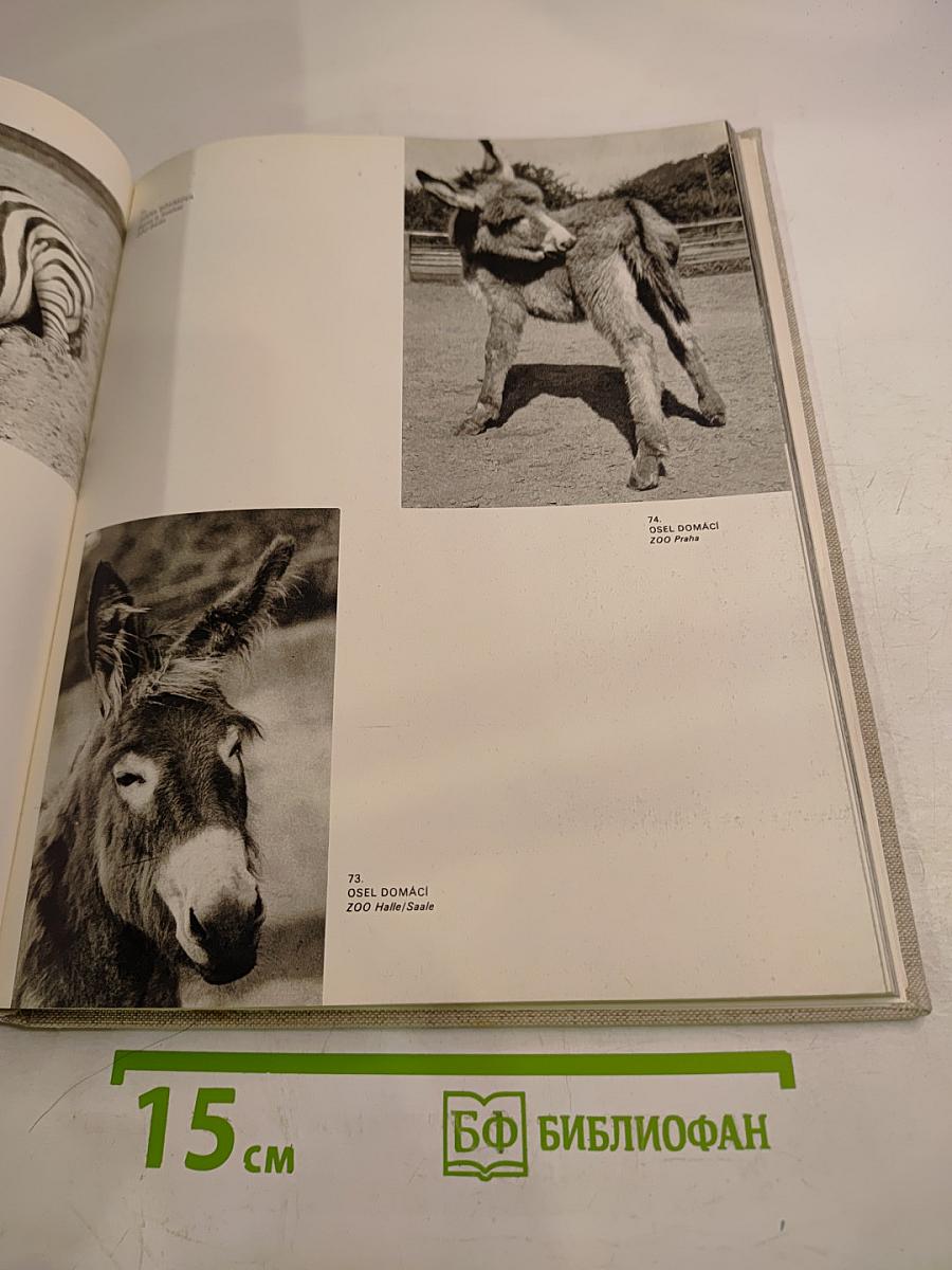 S kamerou po evropských zoo