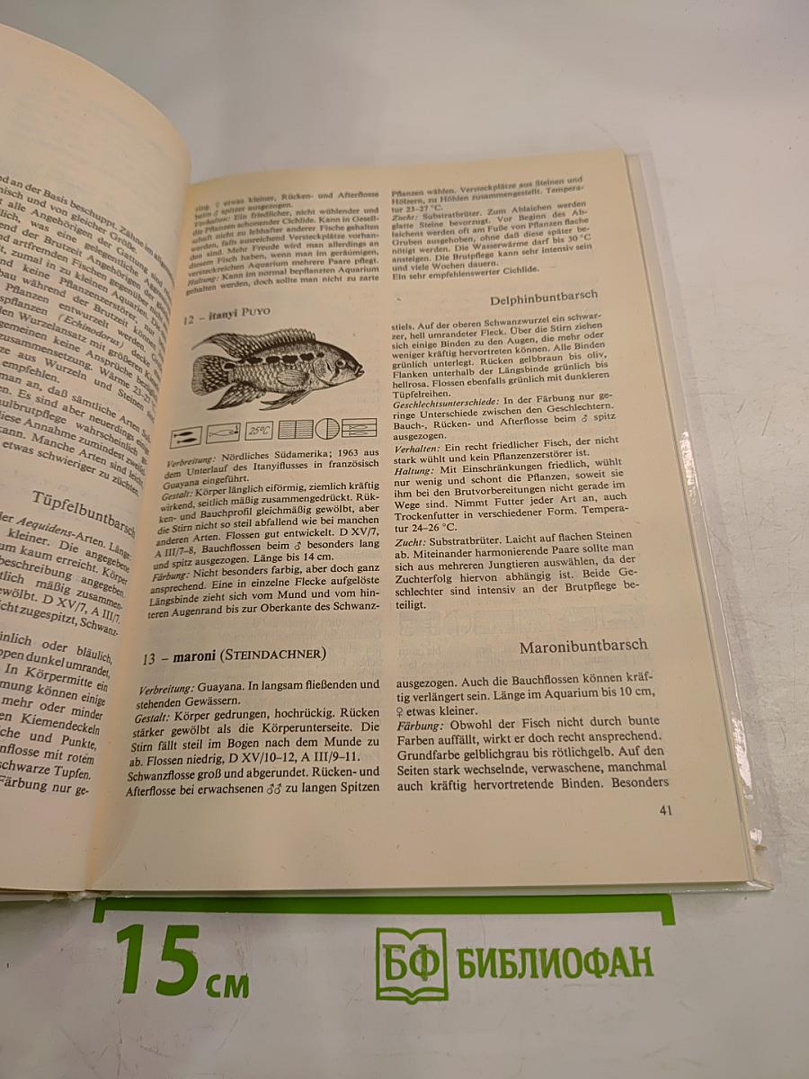 Buntbarsche Cichliden