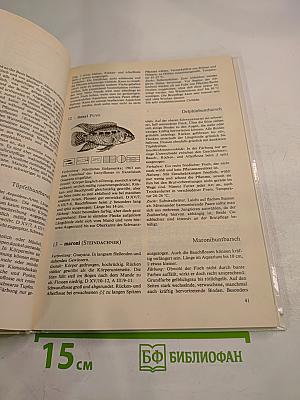 Buntbarsche Cichliden