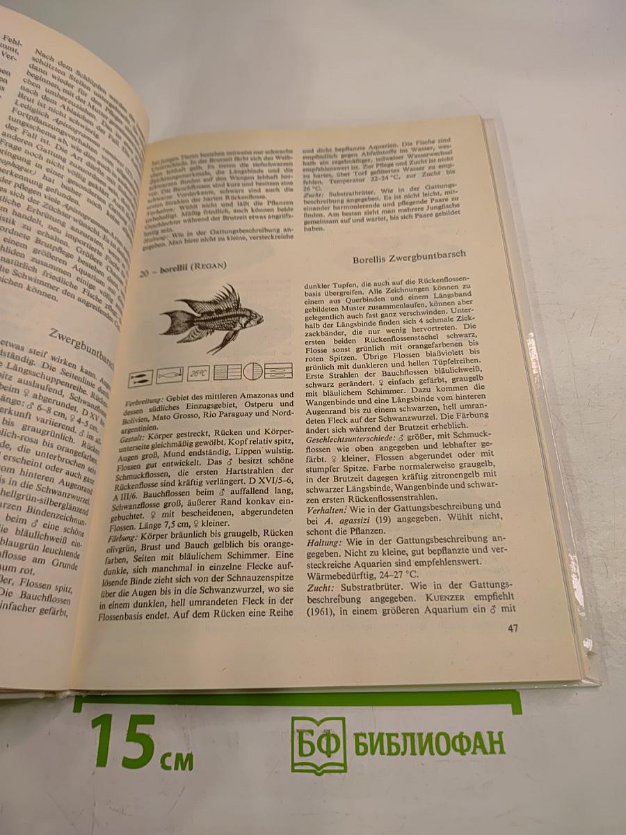 Buntbarsche Cichliden