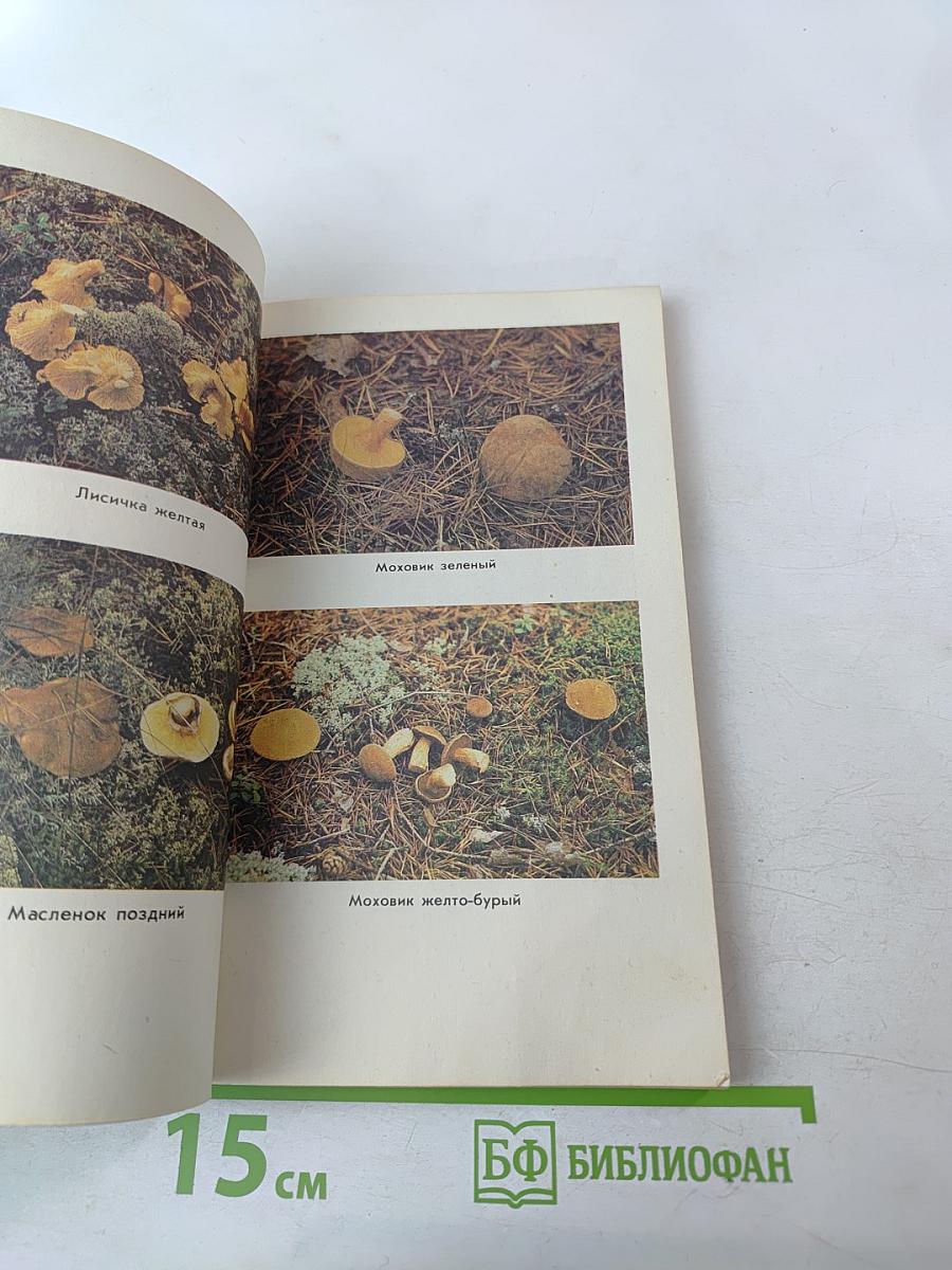 Тебе, грибник