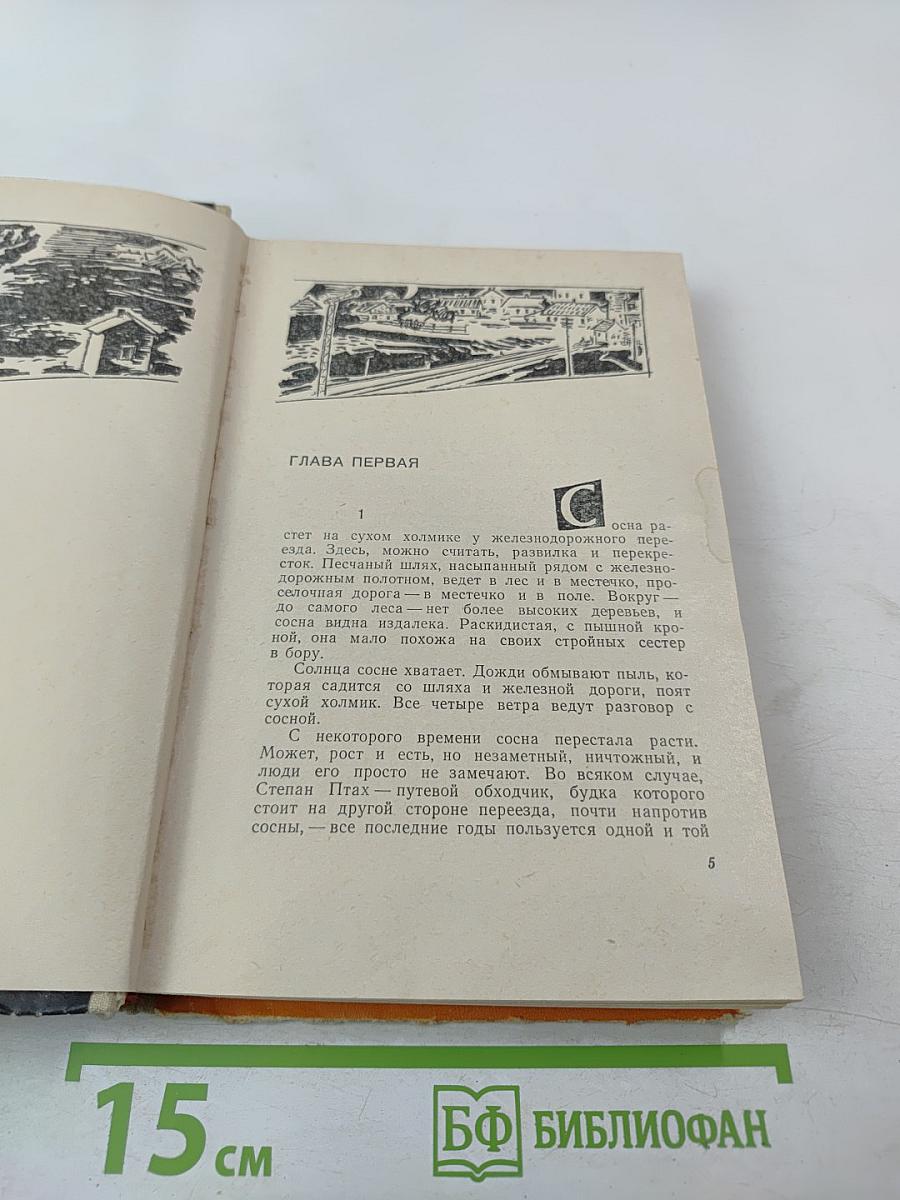 Сосна при дороге