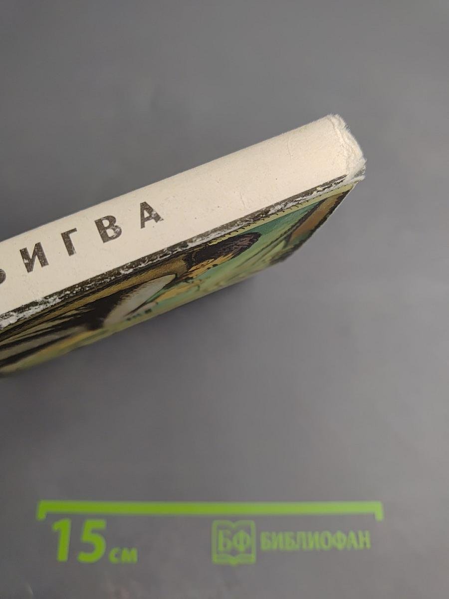 Гвади Бигва