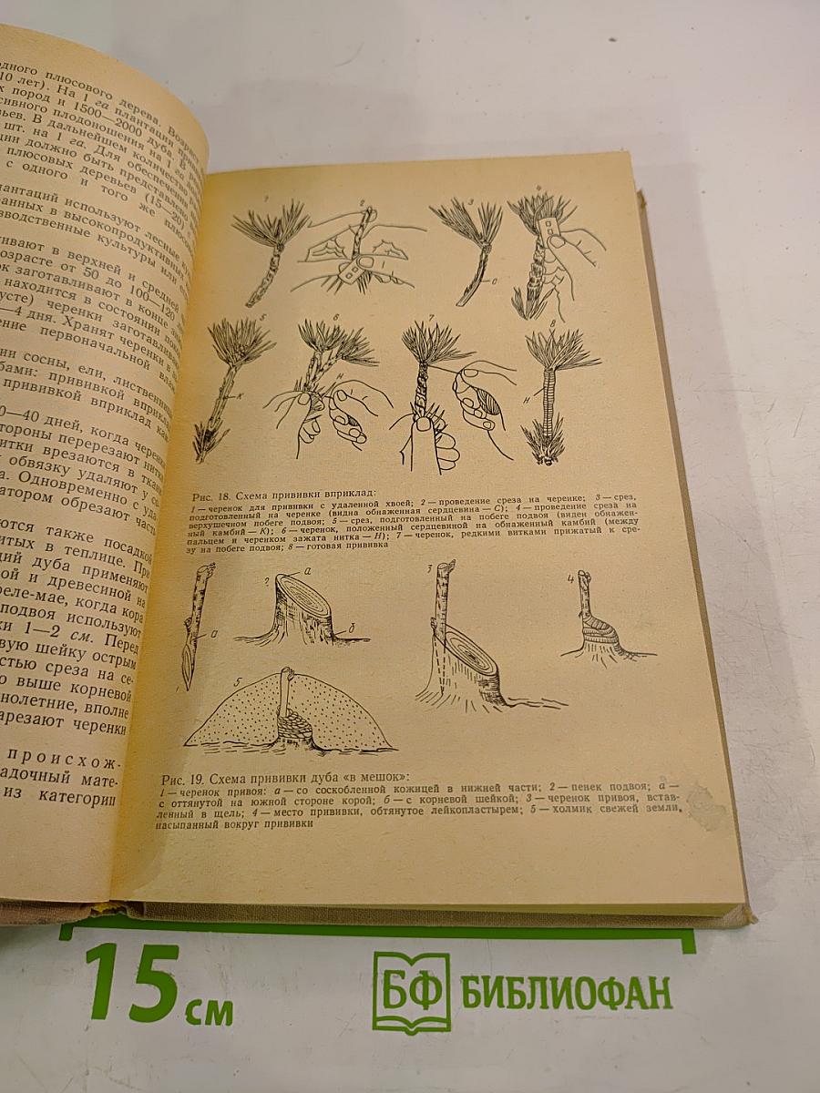 Лесные культуры и мелиорация