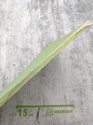 Особенности формирования магнезиально-скарновых магнетитовых месторождений Горной Шории