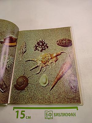 О чем поют ракушки