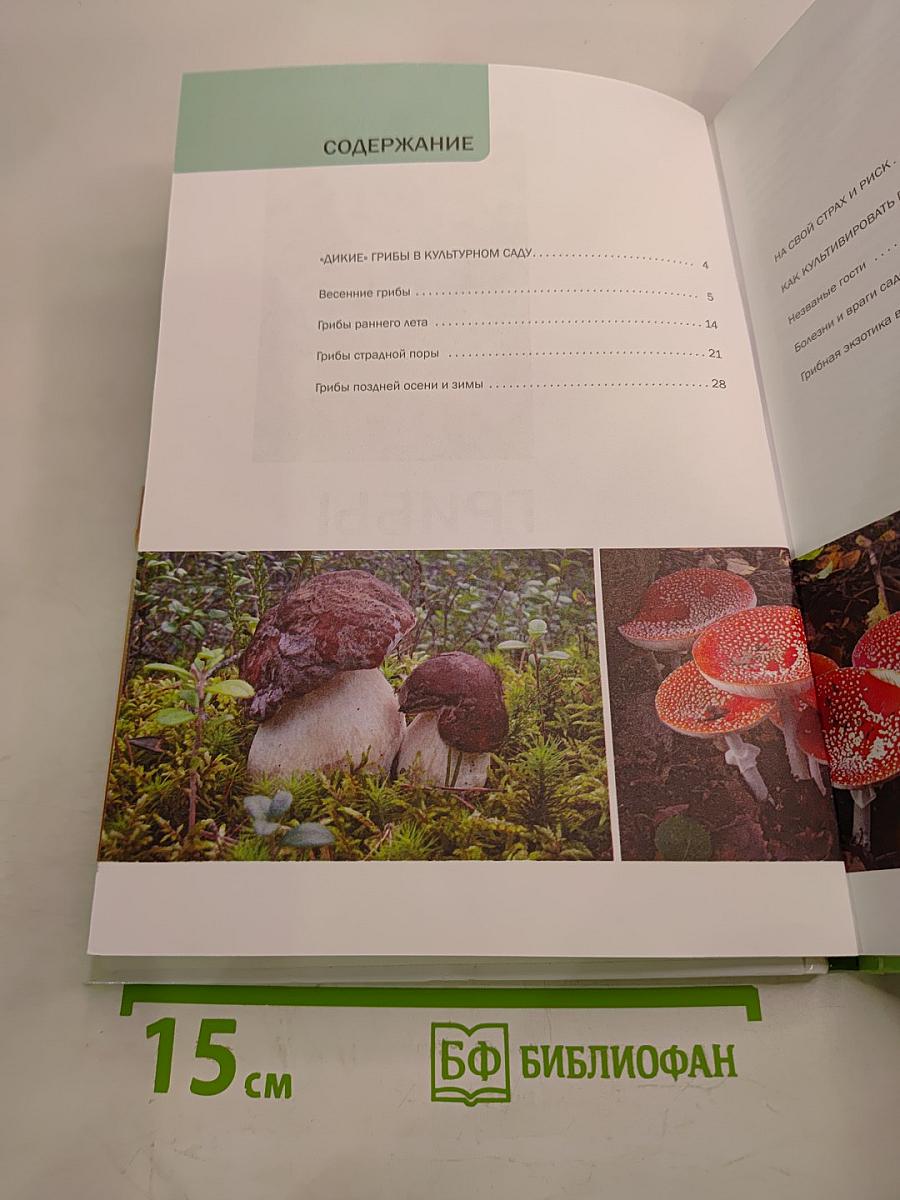 Грибы в вашем саду