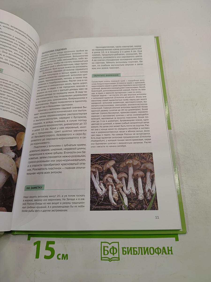 Грибы в вашем саду