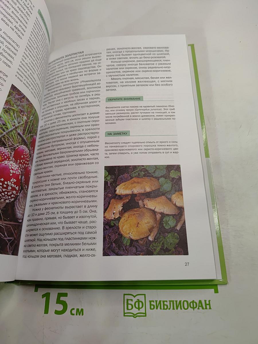 Грибы в вашем саду