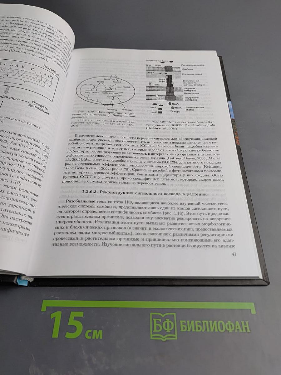 Симбиозы растений и микроорганизмов