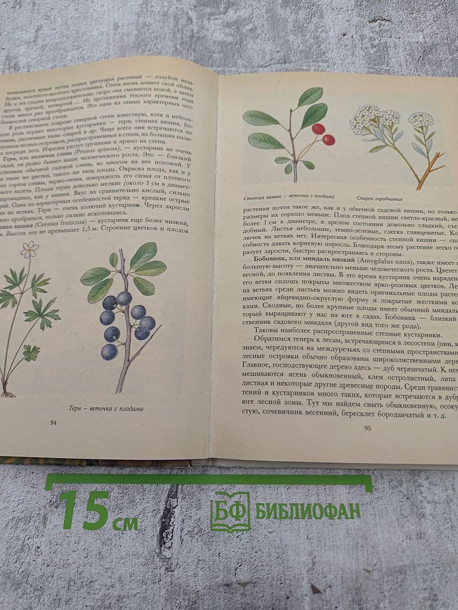 Растительный мир нашей Родины