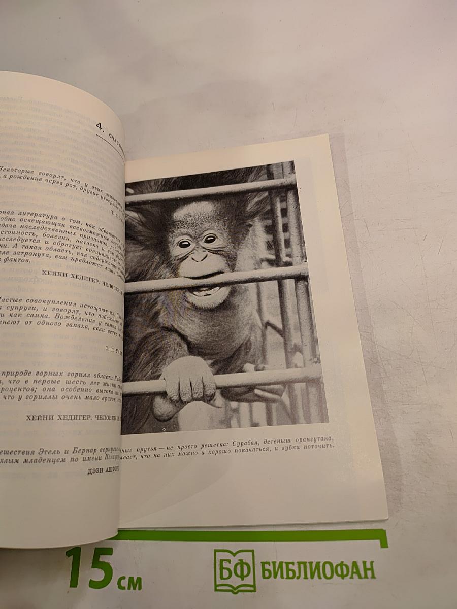 Ковчег на острове