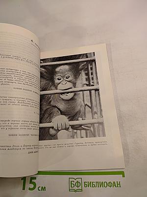 Ковчег на острове