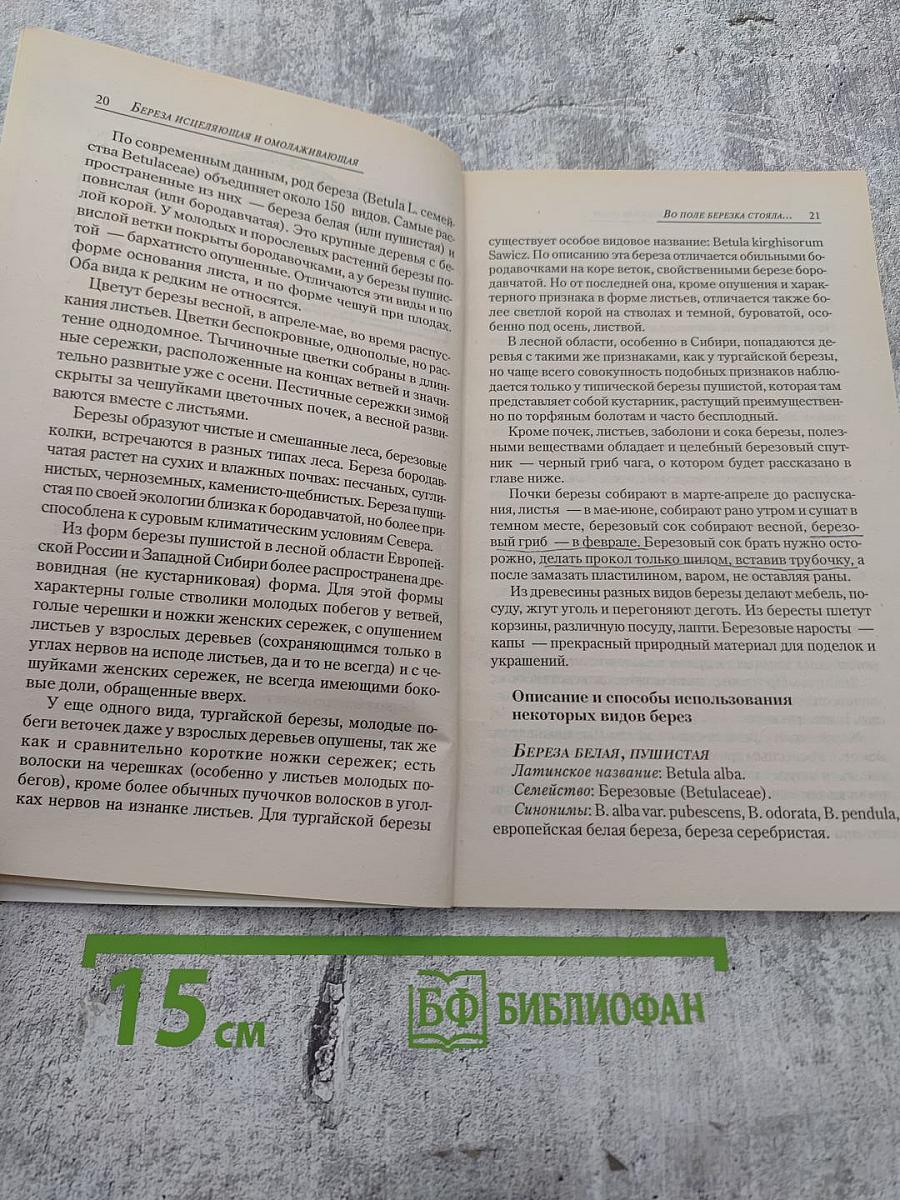 Берёза исцеляющая и омолаживающая