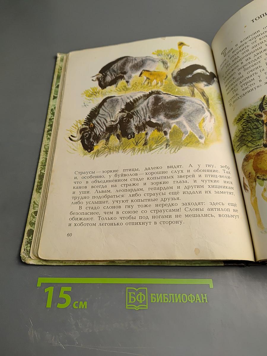 В мире животных