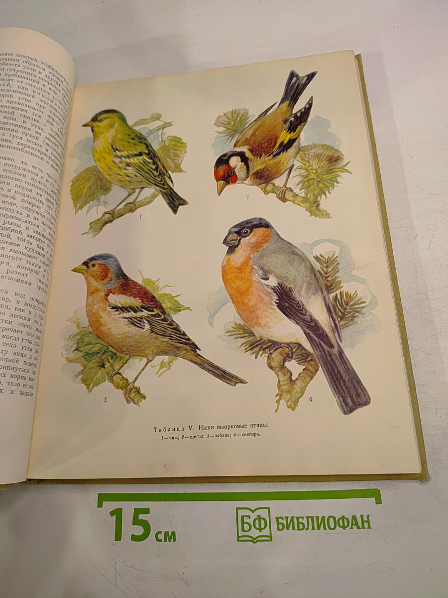 Зоология для учителя. Том второй