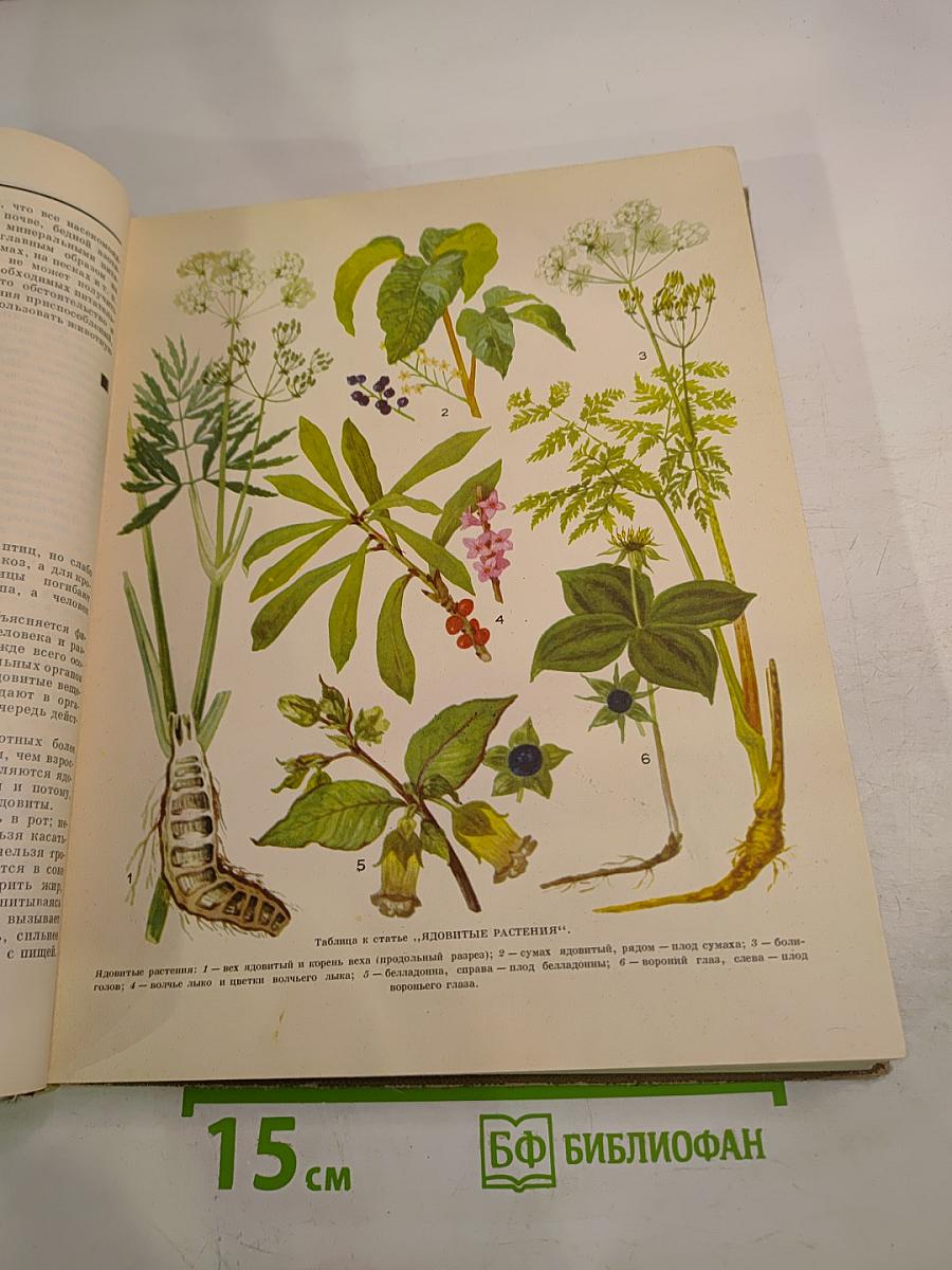 Детская энциклопедия. Том 4: Растения и животные