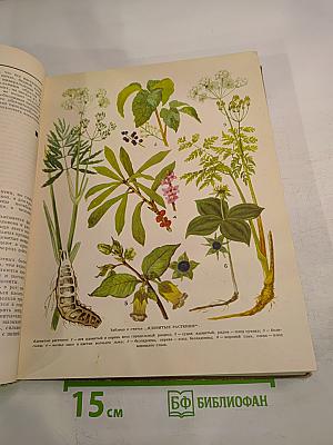 Детская энциклопедия. Том 4: Растения и животные