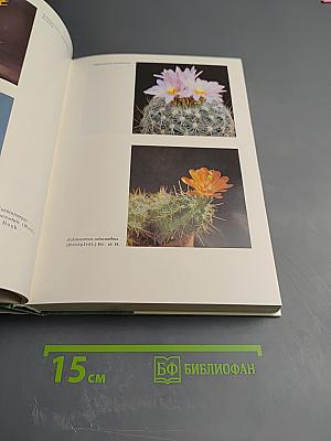 Колючее чудо: книга о кактусах